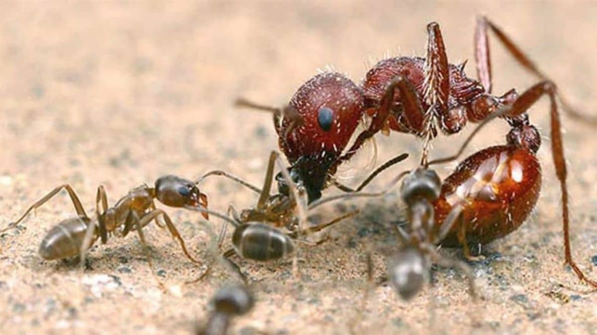 Semut Bersarang Di Kotak Suis Elektrik, Cara Mencegahnya