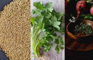 Ketumbar : Manfaat, Kegunaan Daun Dan Biji Ketumbar